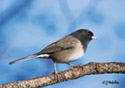 Junco hyemalis